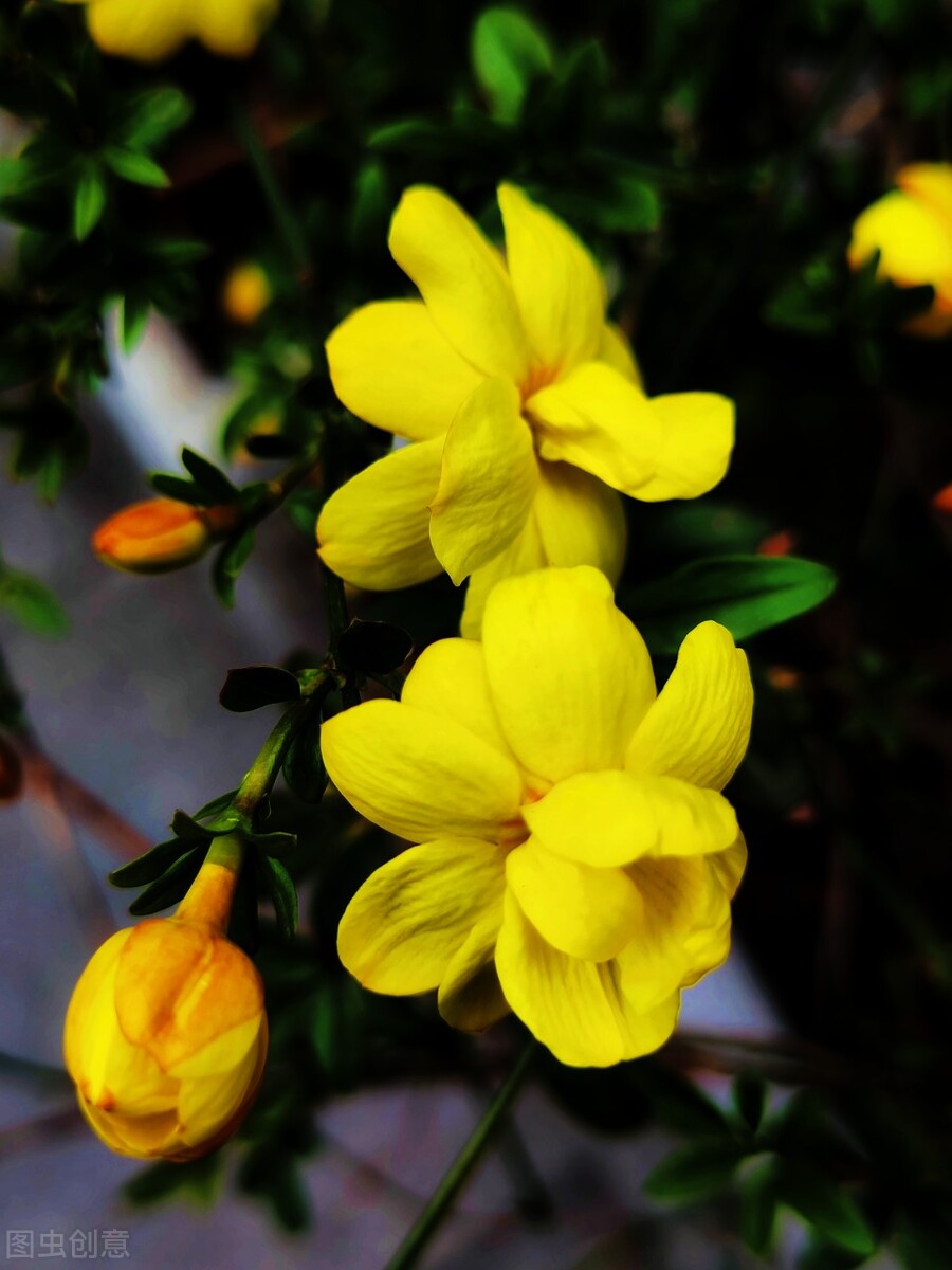 常綠藤狀灌木,葉常年綠色,開花時花和葉俱有.3.黃素馨花為單瓣或重瓣