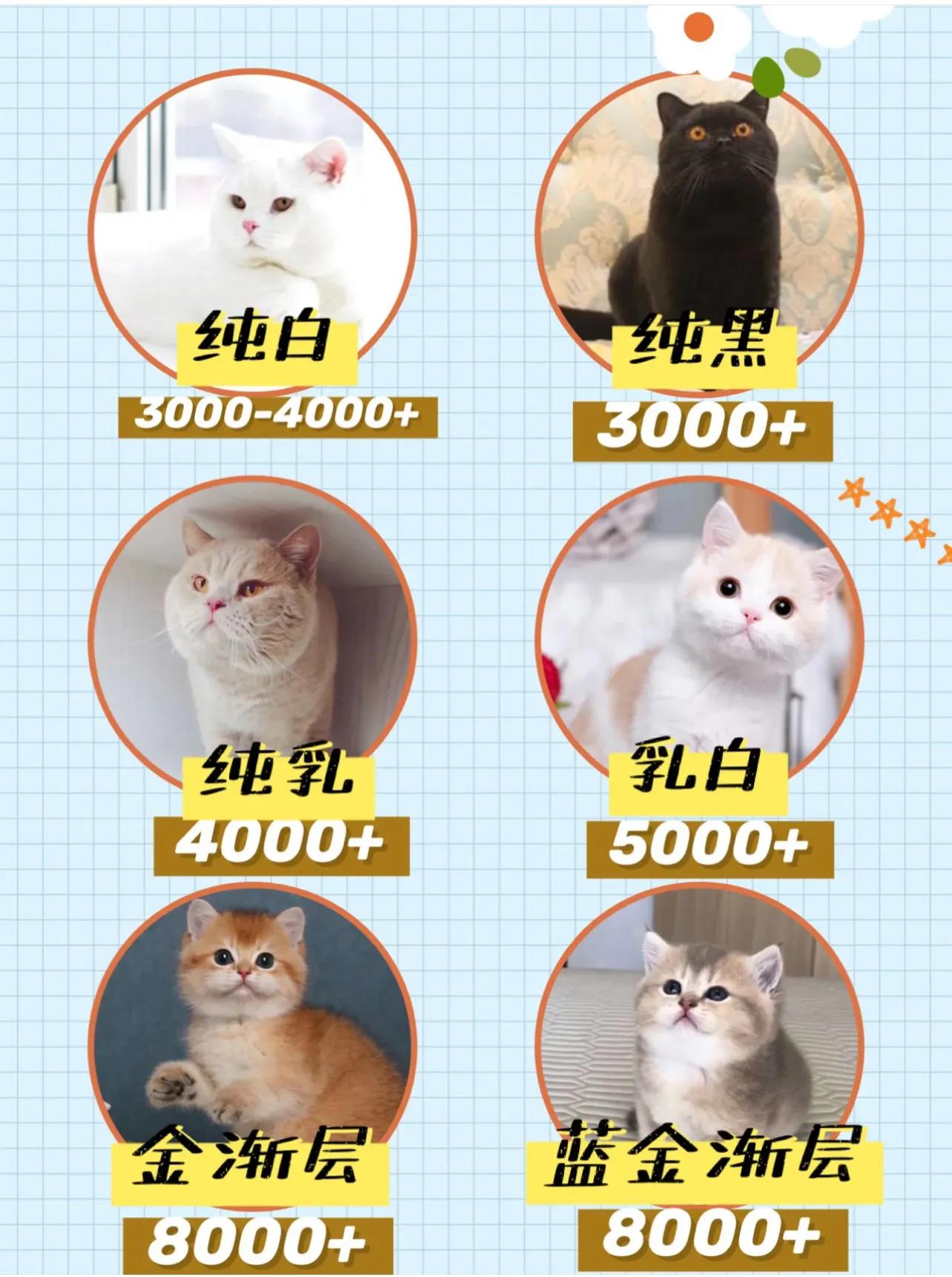 虎斑貓價格,寵物虎斑貓價格