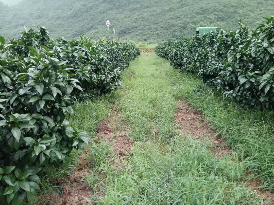 果园最有效的除草方法 杂草有什么办法彻底清除