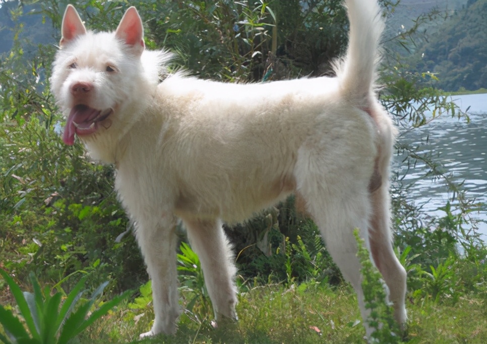 正宗下司犬多少钱一只图片