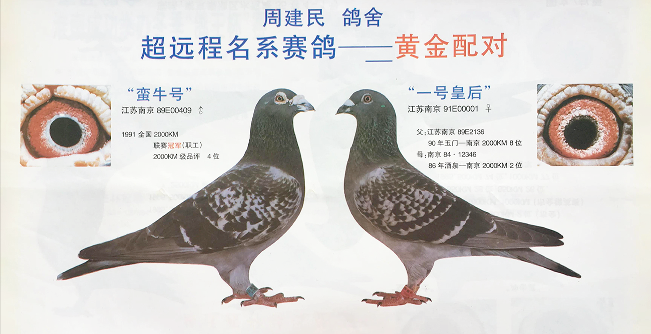 种鸽配对的要诀“一貌二眼三体型”