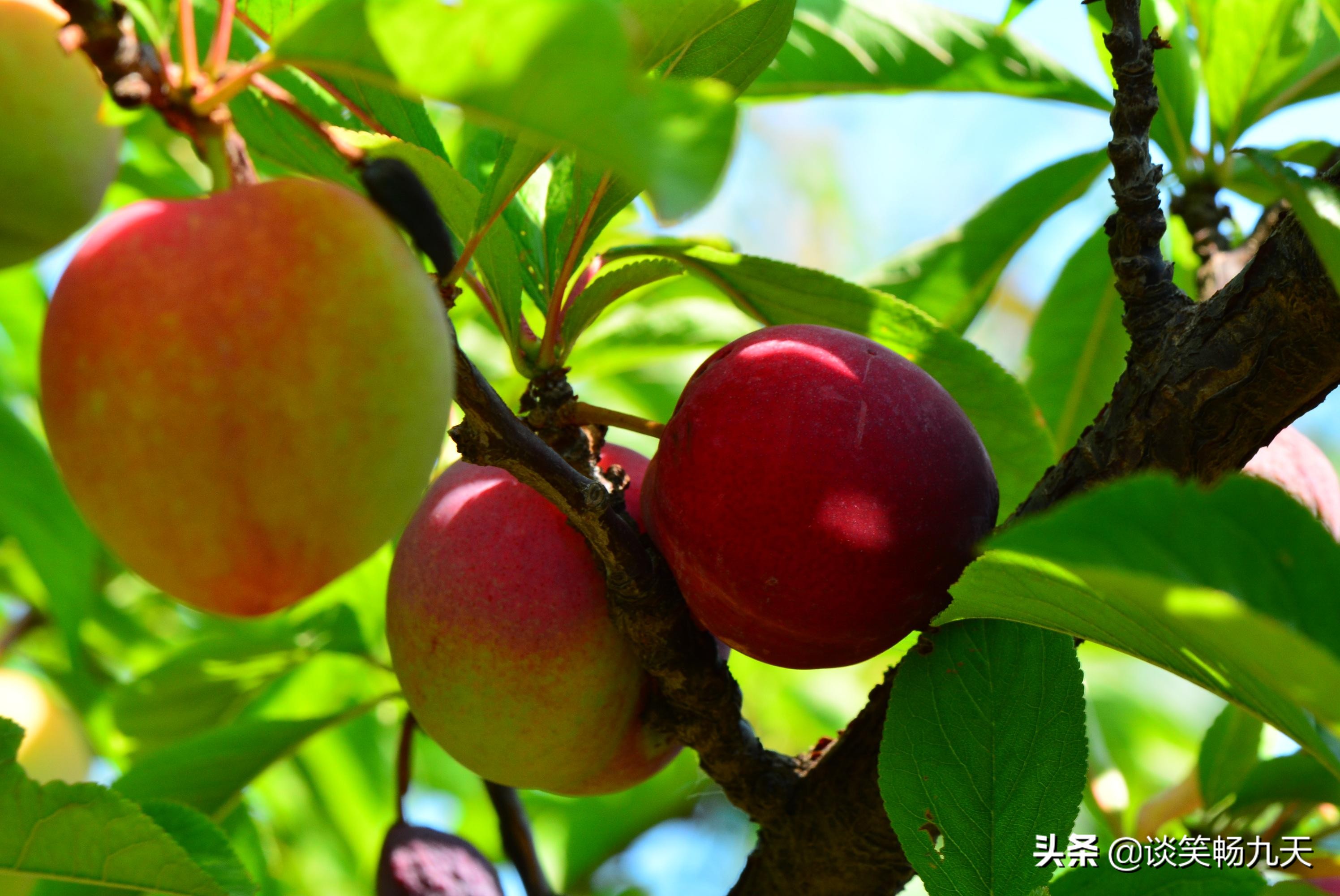 《诗经》精选之《木瓜》：“投我以木桃，报之以琼瑶”