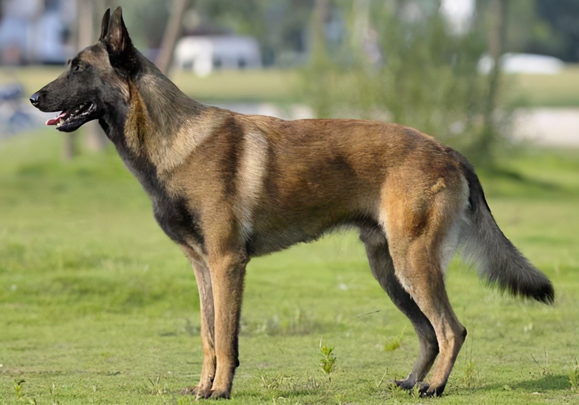 饲养马犬时,6大禁忌不能犯
