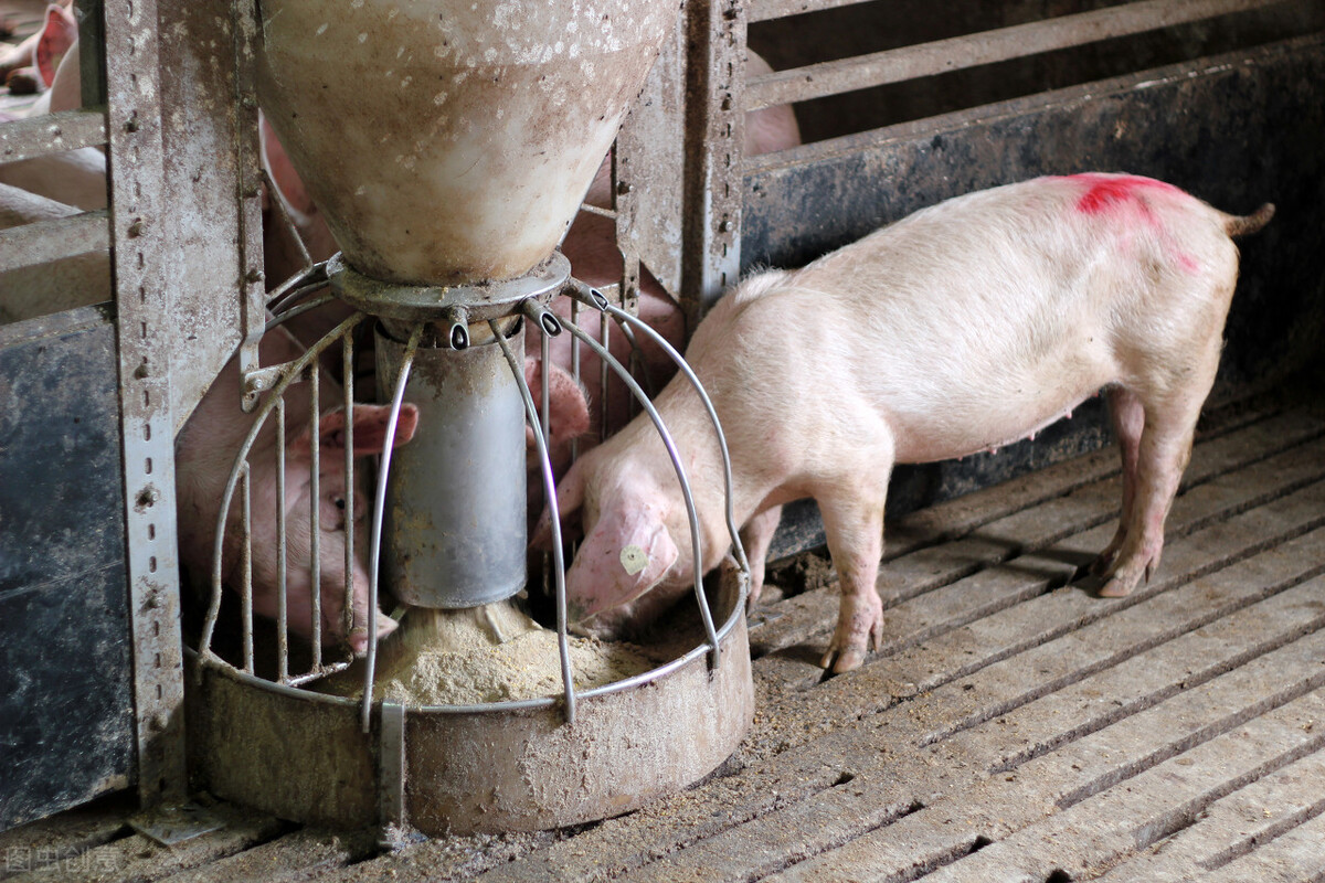 9月15日全国猪价，刚涨就要熄火，是什么压制猪价反弹？