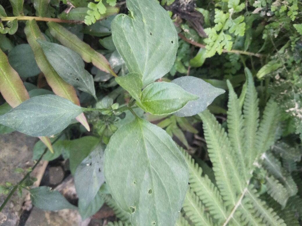 這是籽馬藍,別名豬肝菜,狗肝菜,九肝草