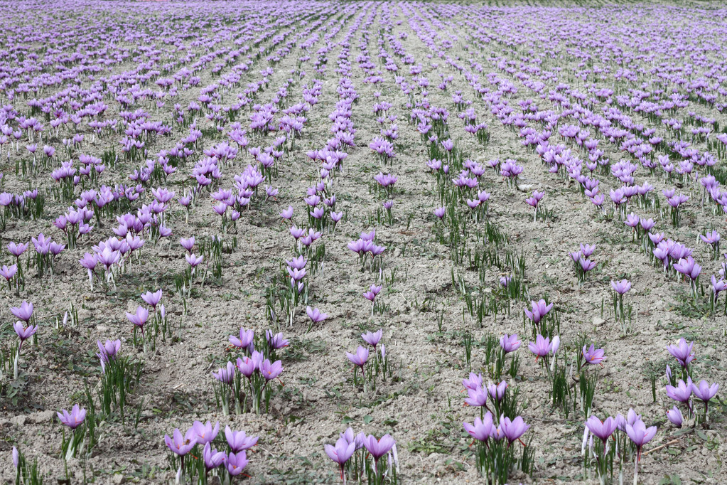 番红花5万一斤，国内需求大却至今没大规模种植，依赖进口很无奈