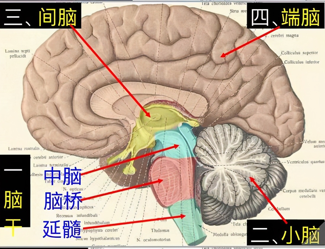 跳水运动属于什么反射(脑的运动功能)