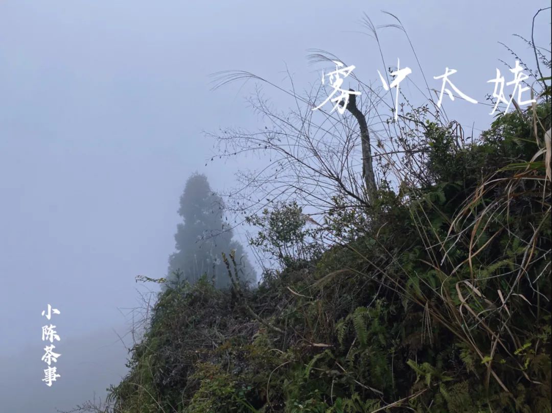 春茶季，除了白毫银针、白牡丹、春寿眉，说说太姥山的雾与露
