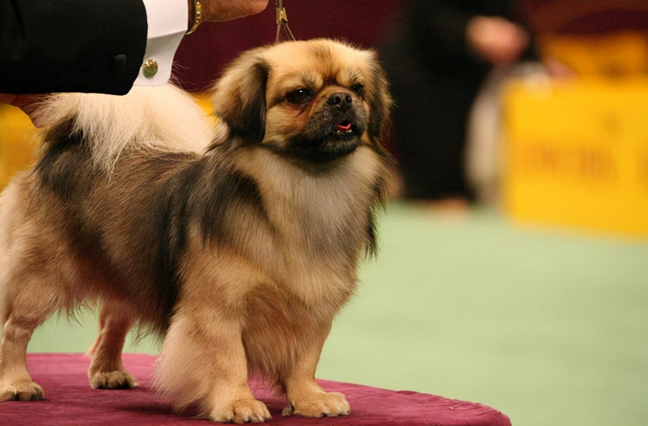 北京京巴狗(北京京巴狗图片)