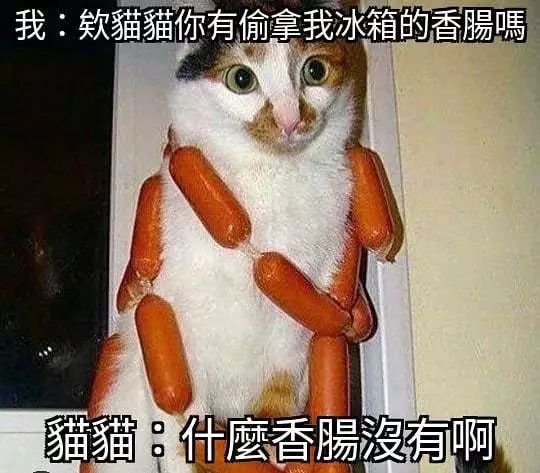 猫咪头像沙雕(猫咪的沙雕照片，蠢萌蠢萌的)