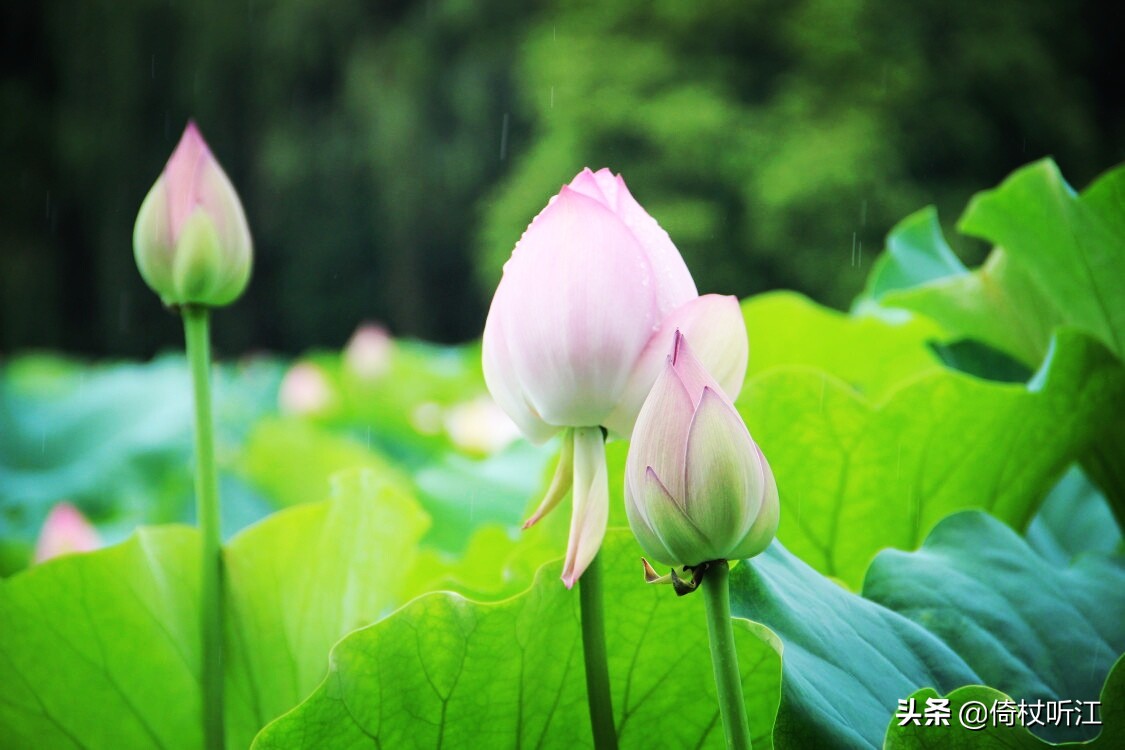 一抹斜阳近，一缕荷香远