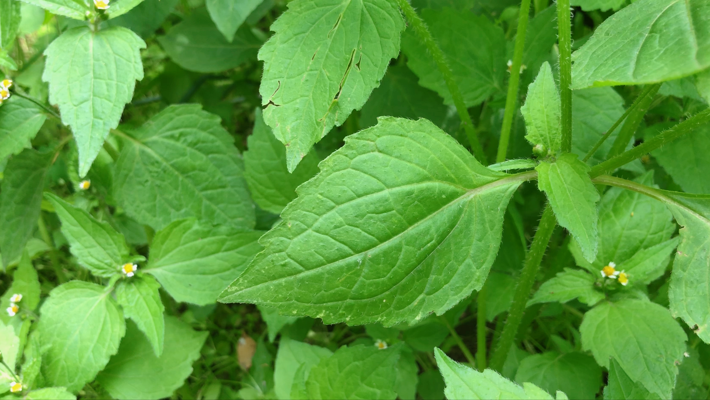 牛膝菊("牛膝菊"在农村很常见,有人用来做火锅!可知它还是一种药材?