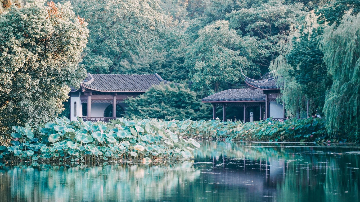 曲院风荷:夏日西湖赏荷花指南