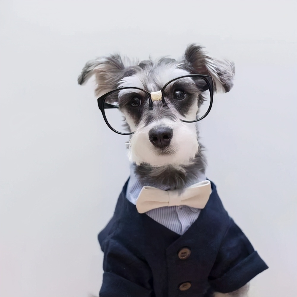 雪纳瑞好养吗 养雪纳瑞十大坏处-起航号