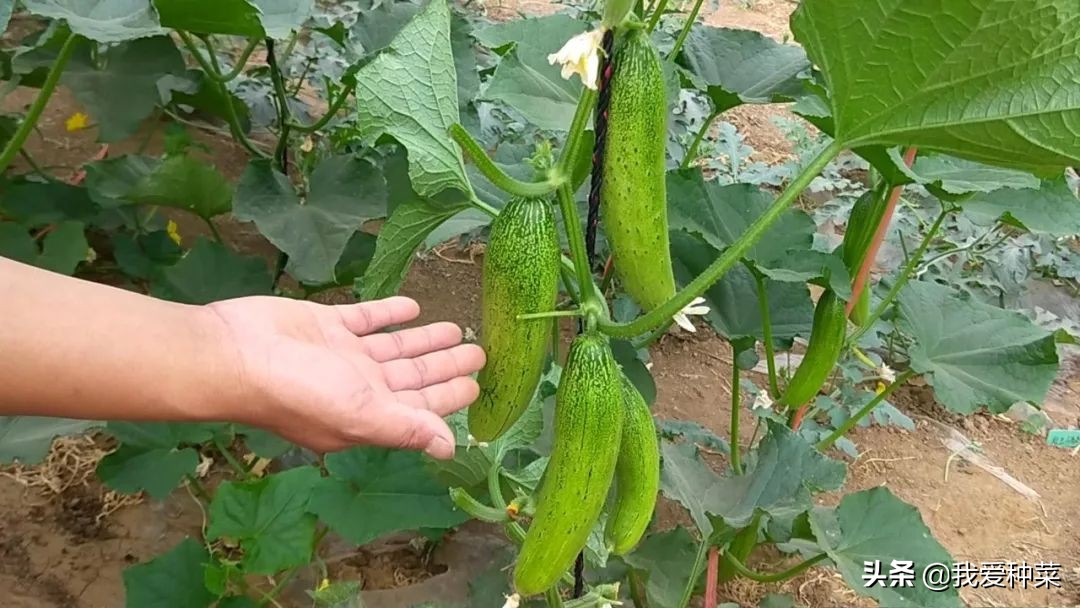 农历二月种什么蔬菜（适合2月种植的蔬菜推荐）