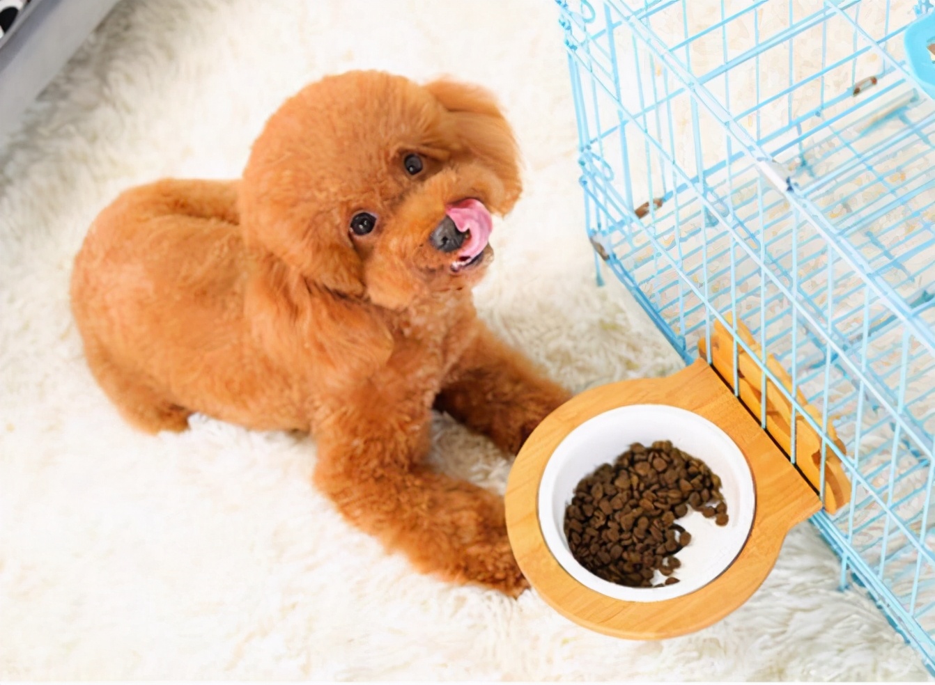 告别褪色：让泰迪犬的毛发更“亮丽”