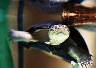 zui漂亮的乌龟(zui好养的乌龟又好看)