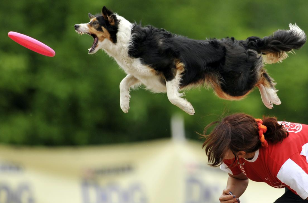 工作犬历届世界杯冠军(物种百科：边境牧羊犬)