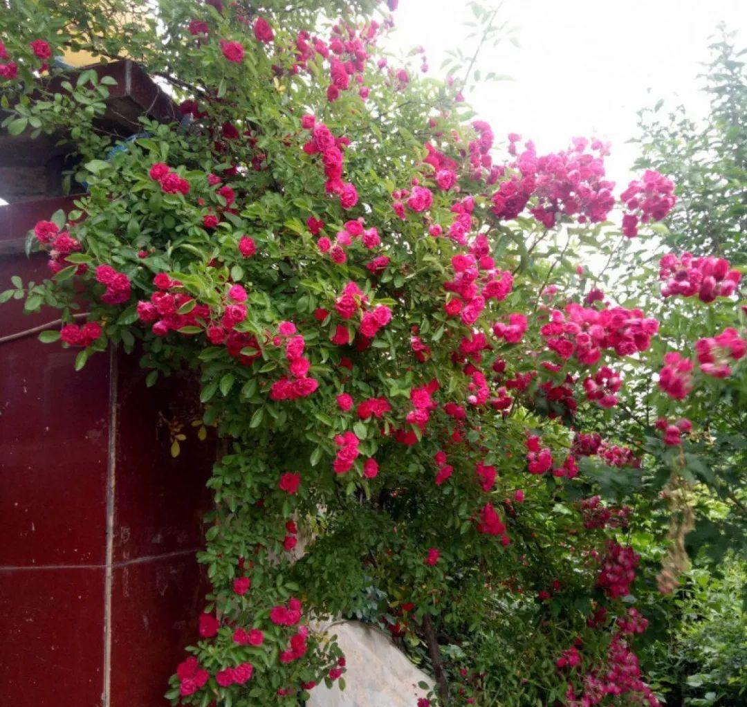 家里养棵爬藤花,防盗窗上养一棵,呼呼开花