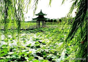 描写柳树诗词(53首)