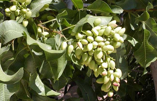 开心果适合在哪里种植 为什么没人种植开心果