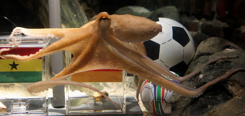 章鱼为什么能预言世界杯结果（章鱼智力已高到“令人无法理解的地步”，为啥没爬到食物链顶端？）