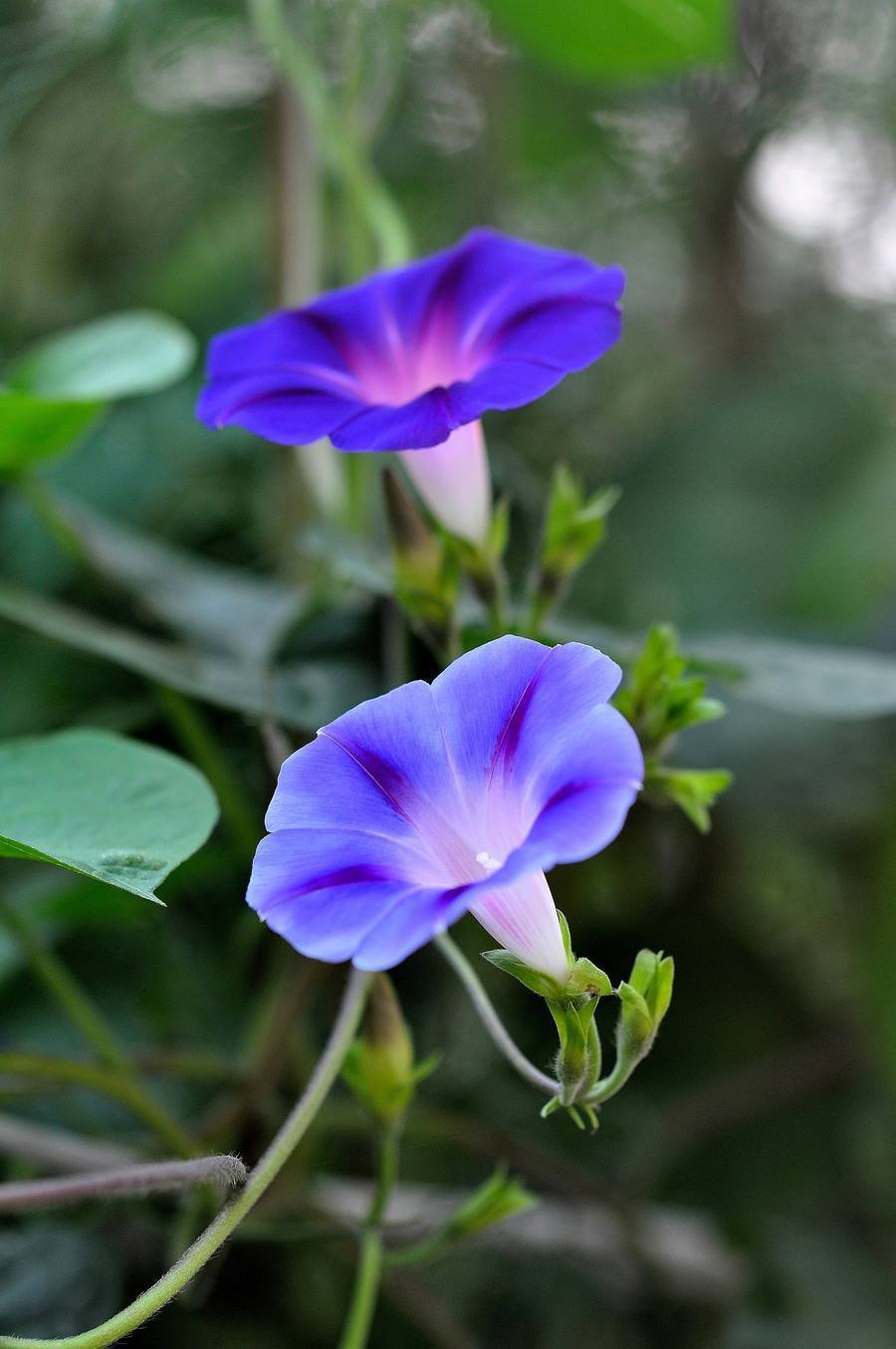 牵牛花的特点（变色牵牛花的特点）-第2张图片-昕阳网