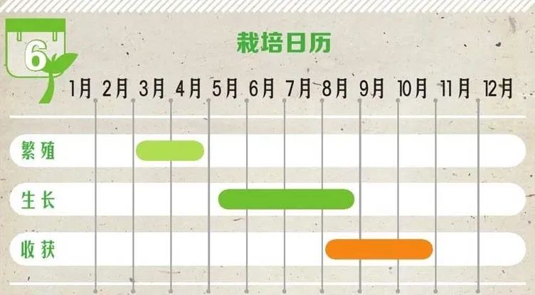 灵香草的功效与作用（种植灵香草的详细步骤）