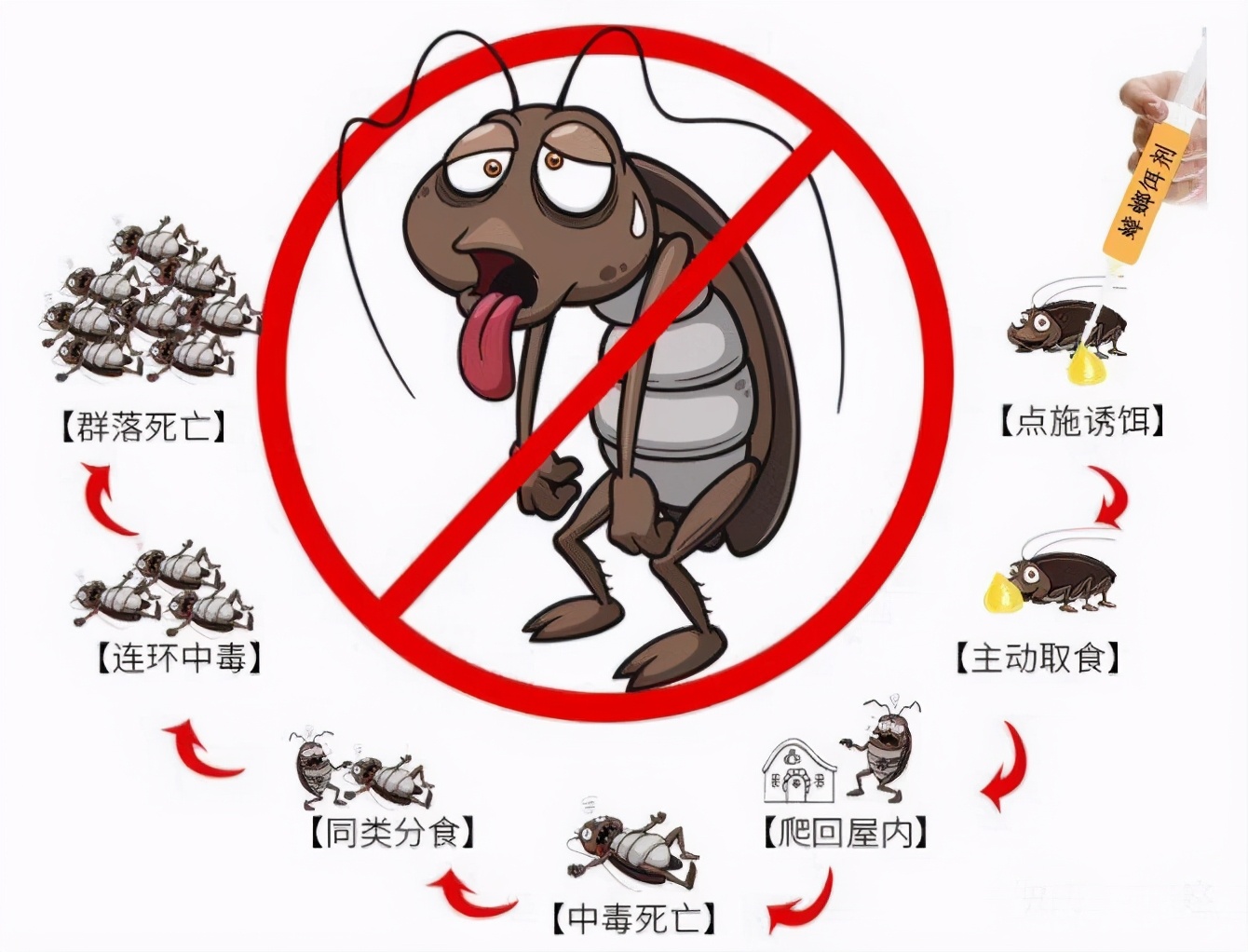 踩死蟑螂的后果 蟑螂能不能踩死