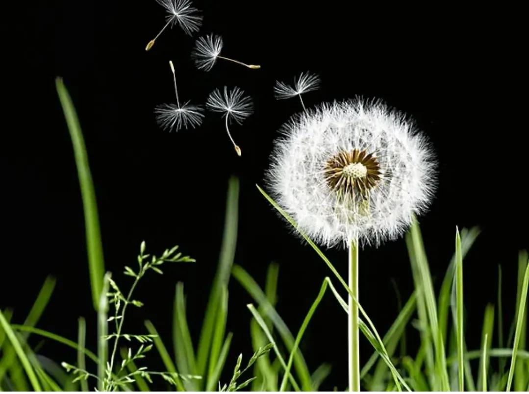 蒲公英的花语(蒲公英的花语是无法停留的爱)