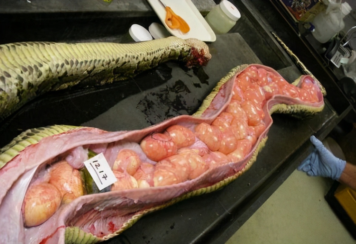 为什么缅甸蟒蛇是中国的保护动物,美国正在悬赏追捕?