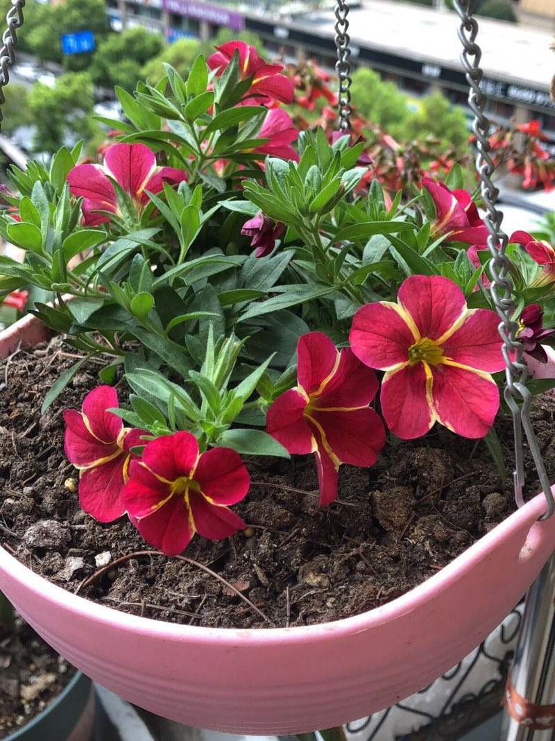 重瓣百万风铃怎么养不容易死「记得收藏」 -骁龙网