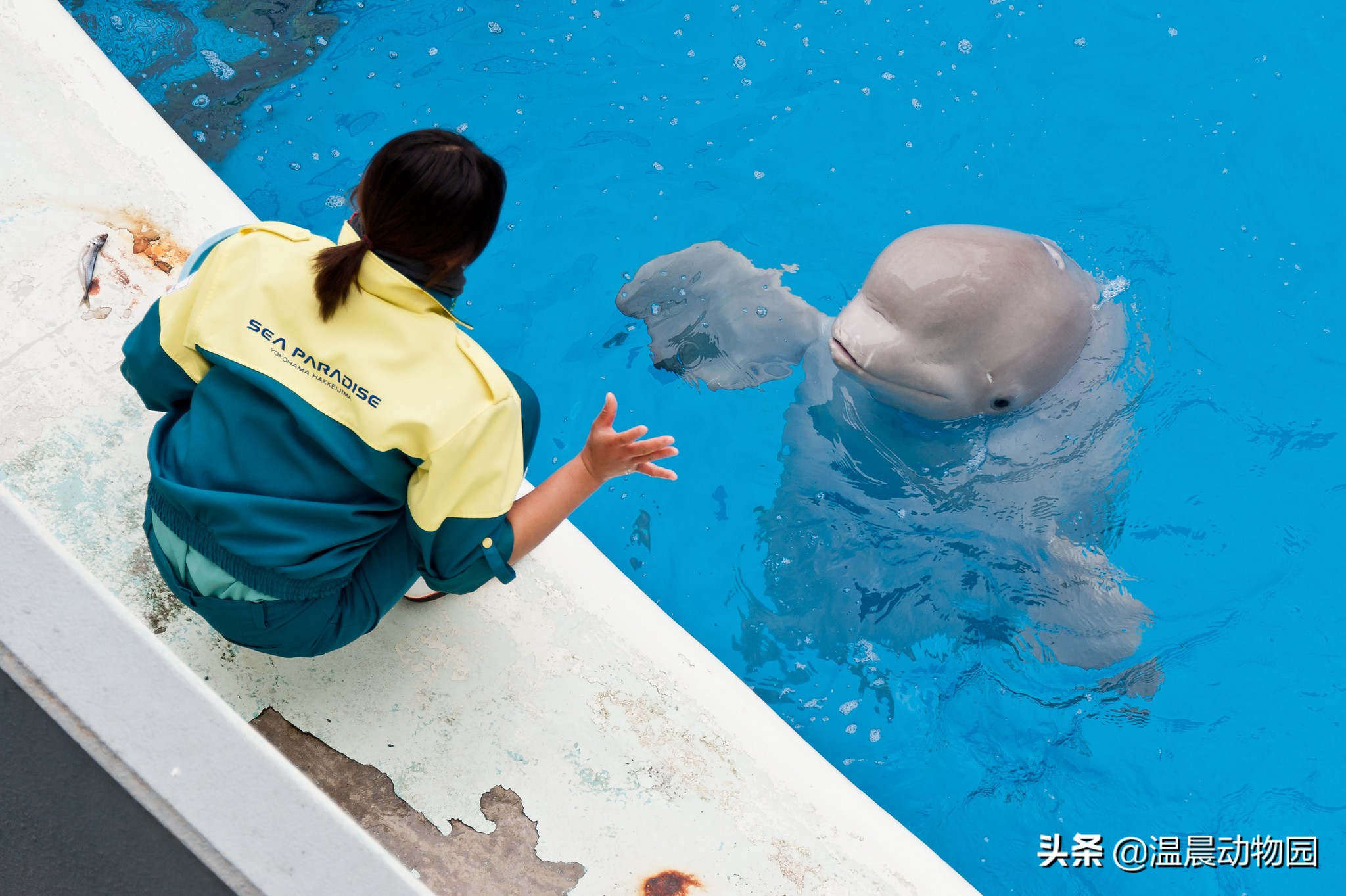 白鯨:海洋哺乳動物中與眾不同的存在,還會區別對待成年人和小孩