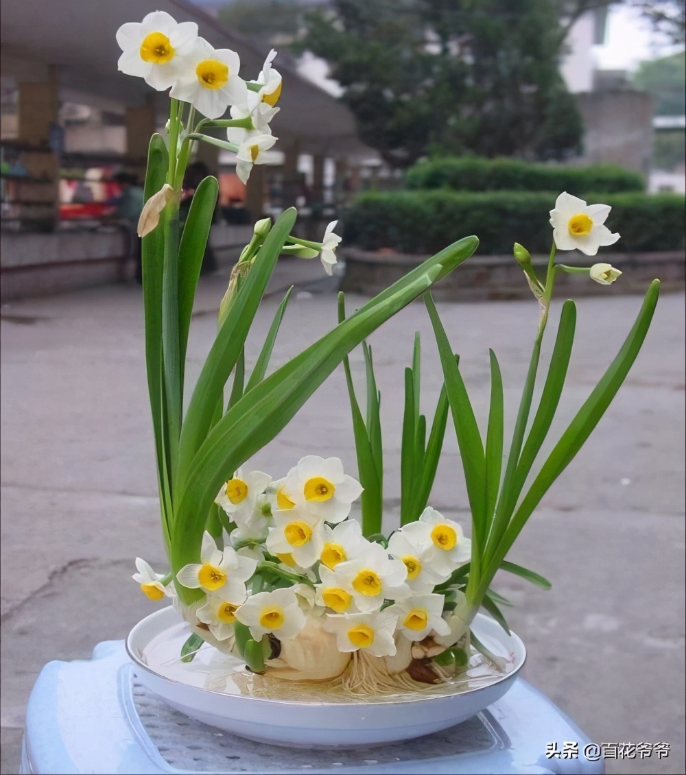 生肖豬養什麼植物 屬羊養什麼植物旺財 - 時代開運網