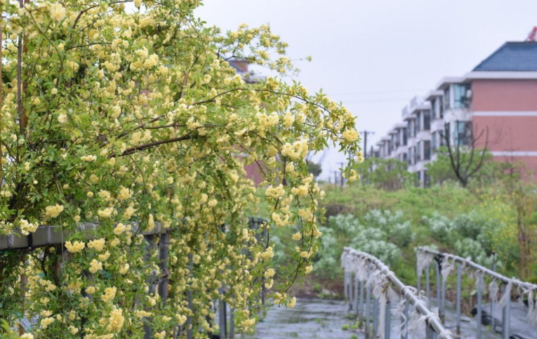 自带"浓香"的木香花，比月季好看，能长到6米长，花开如瀑布