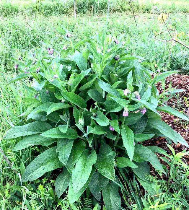 紫根草的作用与功效-我的快乐小窝