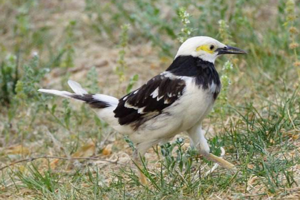 花八哥即黑领椋鸟,它们的头部和腹部是纯白色,具有