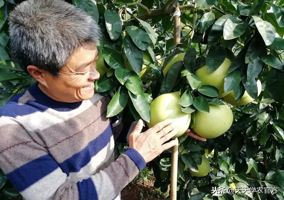 十月柑橘市场回顾，沙田柚居然比红美人还贵！真的吗？