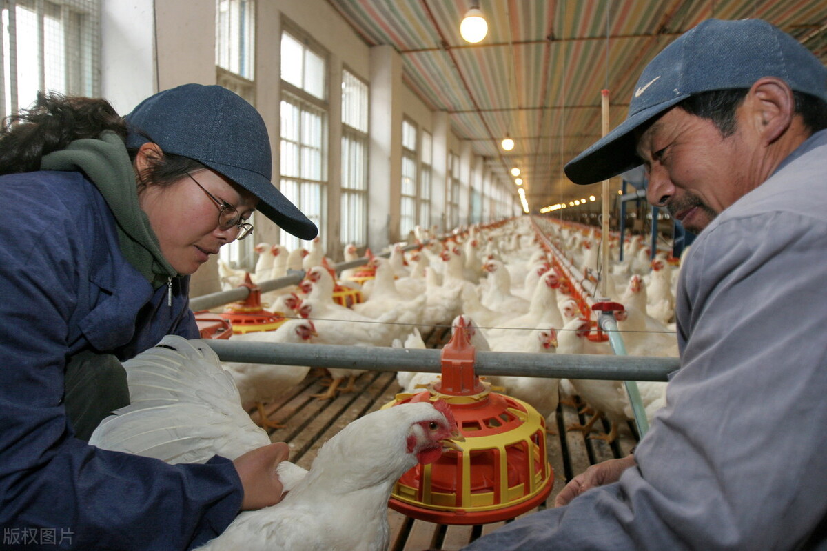 广东今日鸡价多少钱一斤，广东的鸡的做法有多少种
