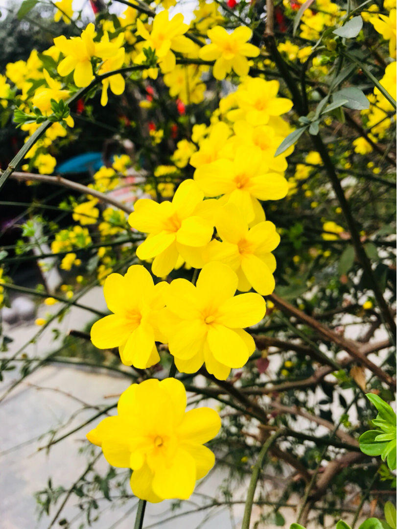 描写春天的植物（这5种花是春天的代表性花草）