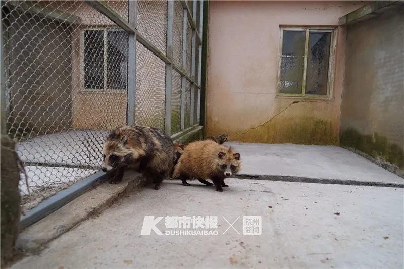 春天到了，狐狸、猕猴、孔雀、梅花鹿、鸵鸟、貉子……都“嗨”到城市里来了！