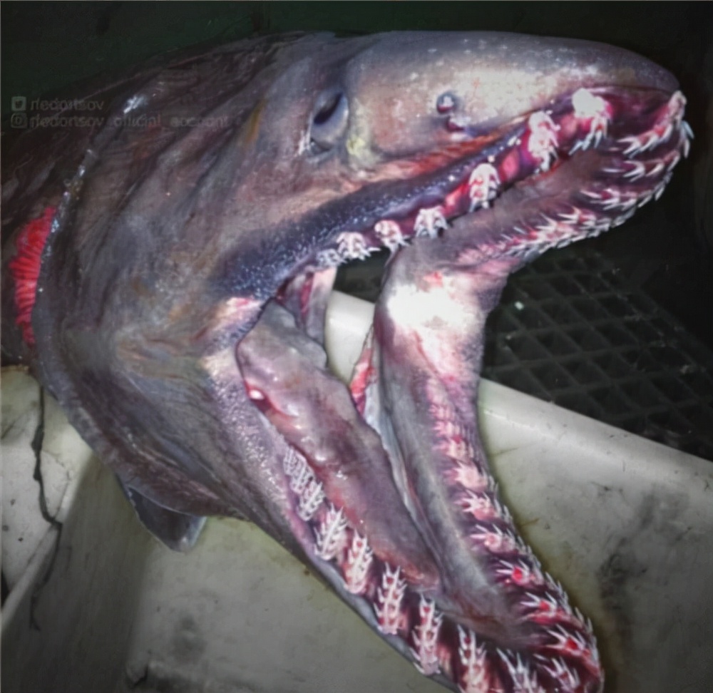 海底一萬米，居然有長得這么驚悚的生物，我居然一個都沒見過