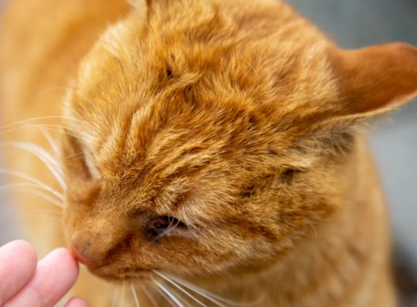 神仙颜值！惊艳众人！陕西高校“最美校花”高清大图曝光