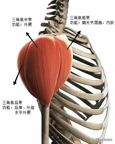 練肩沒有多復雜，使用啞鈴，就能把肩練大練飽滿，效果不遜健身房