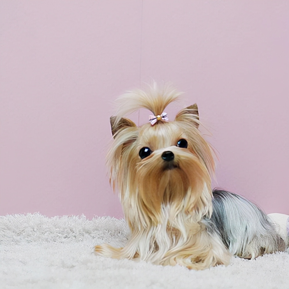 世界犬种智商排名榜前 30 名的聪明狗狗
