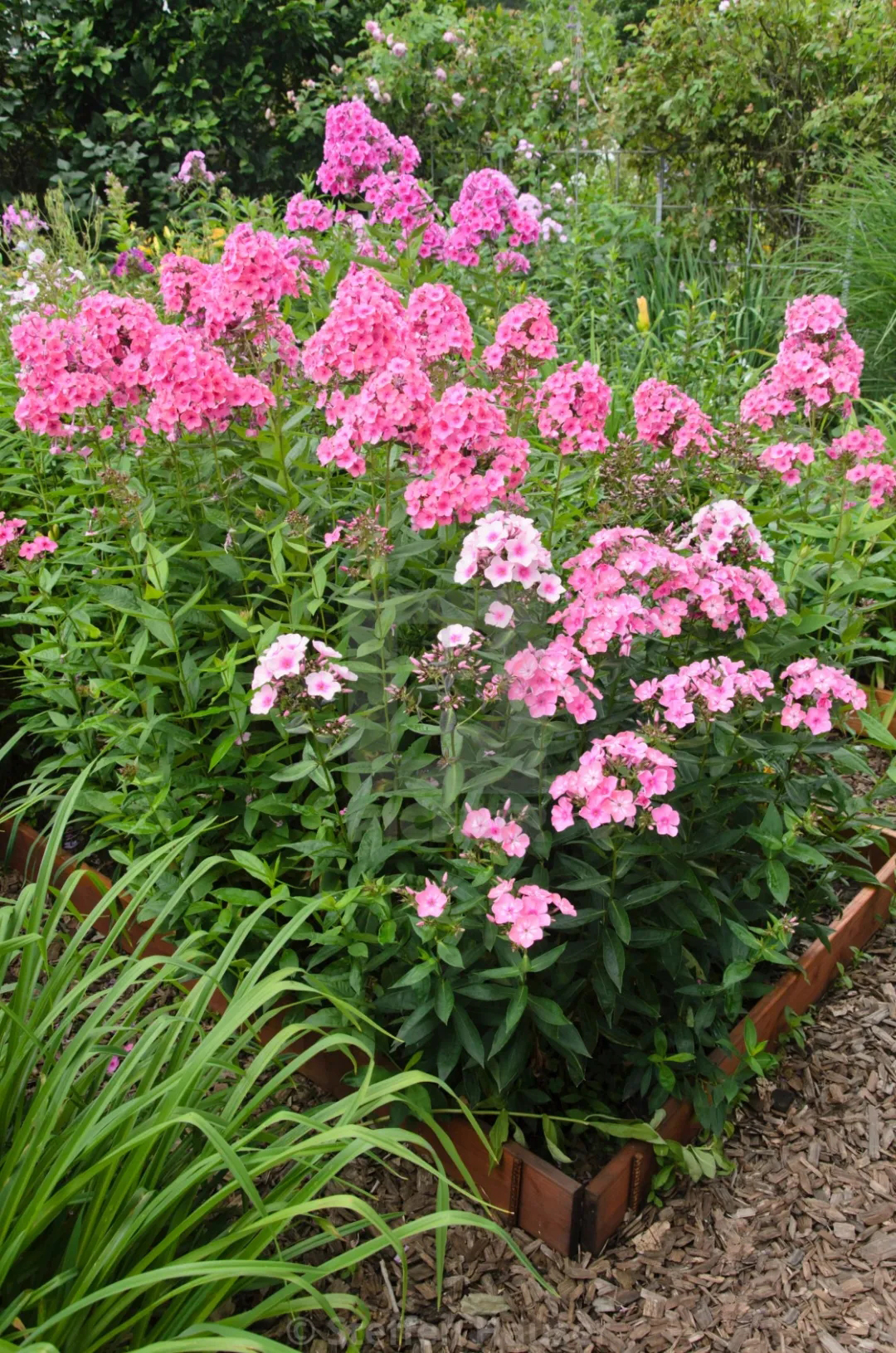 宿根福禄考花期什么时候（夏季里最佳的观花植物）