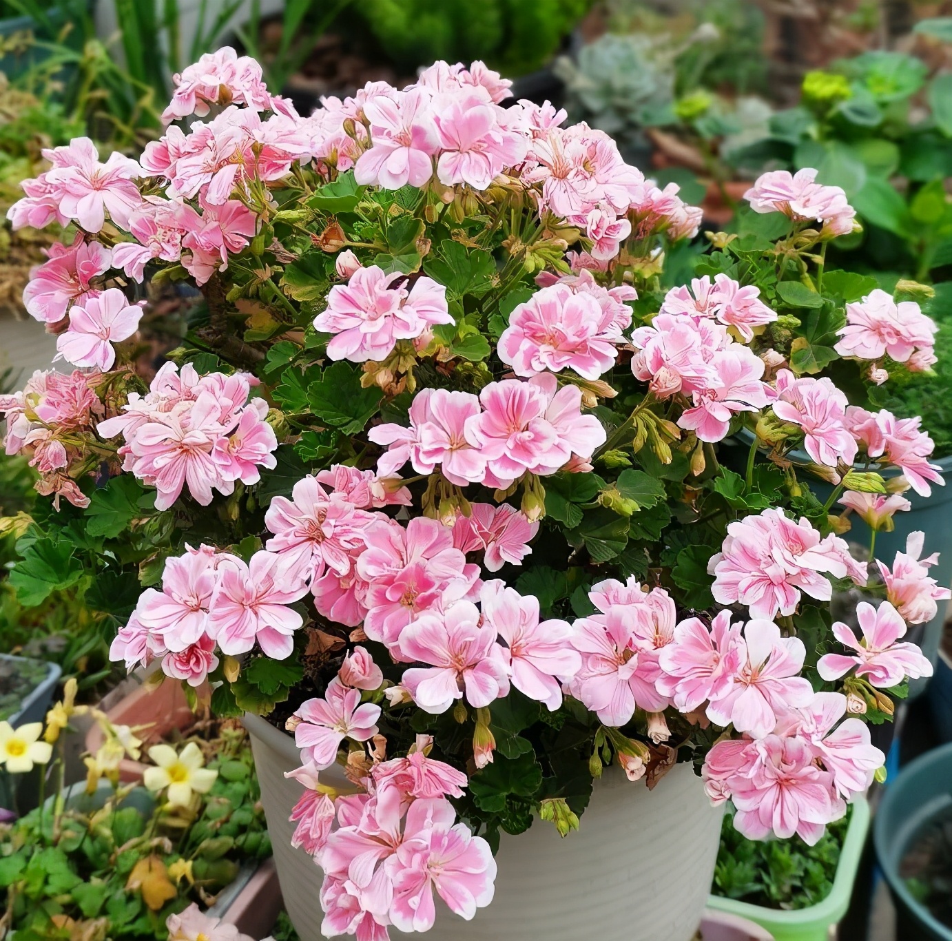 四季梅(4种"省心花",漂亮又好养,一年养一盆,四季都开花)