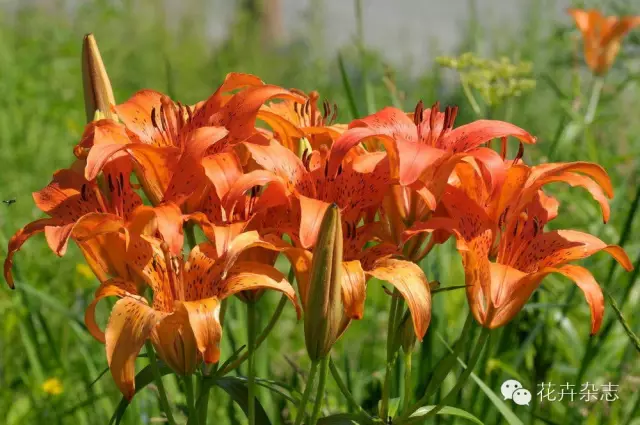 中国野花观花地点推荐