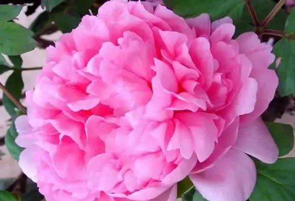 100种名贵牡丹鉴赏 绘画好素材（报花名）