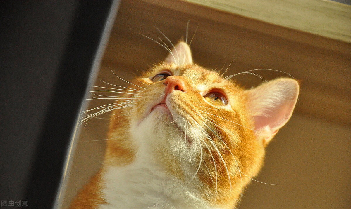 猫咪换毛期一般在什么时候（猫咪几个月开始掉毛的原因）